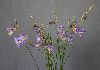 <em>Gladiolus caeruleus</em>